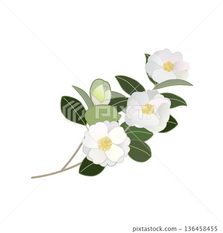白色山茶花枝插圖 白色山茶花枝插圖 136458455