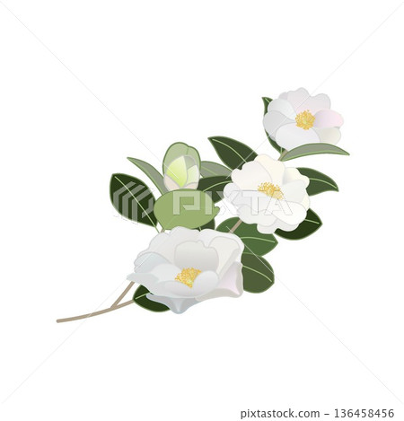 White camellia twig illustration White camellia twig illustration 136458456