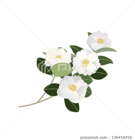 White camellia twig illustration White camellia twig illustration 136458458