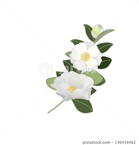 White camellia twig illustration White camellia twig illustration 136458462