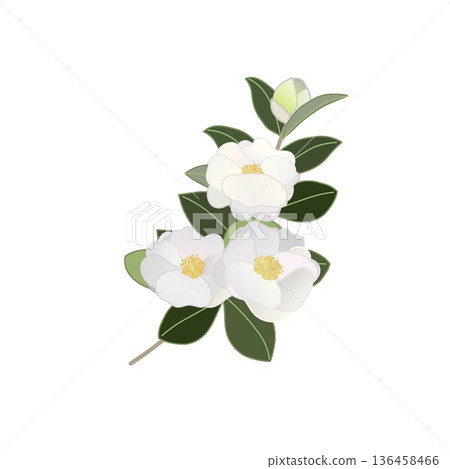 白色山茶花枝插圖 白色山茶花枝插圖 136458466