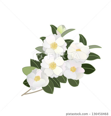 白色山茶花枝插圖 白色山茶花枝插圖 136458468