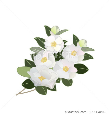 白色山茶花枝插圖 白色山茶花枝插圖 136458469
