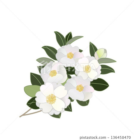 白色山茶花枝插圖 白色山茶花枝插圖 136458470