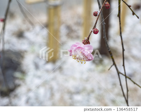 美麗的粉紅色梅花被雪覆蓋著 美麗的粉紅色梅花被雪覆蓋著 136458517