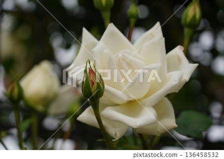Sakaki Chikuma River Rose Park in Sakaki Town, Nagano Prefecture, is a beautiful rose park located on the banks of the Chikuma River, surrounded by mountains. 136458532