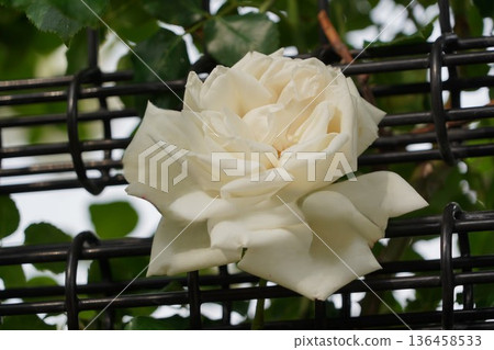 Sakaki Chikuma River Rose Park in Sakaki Town, Nagano Prefecture, is a beautiful rose park located on the banks of the Chikuma River, surrounded by mountains. 136458533