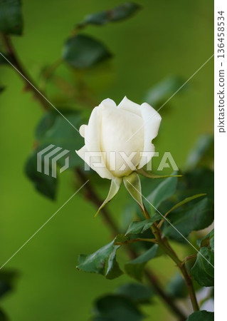 位於長野縣榊町的榊千曲川玫瑰公園,是一座坐落在千曲川岸邊,群山環繞的美麗玫瑰公園。 位於長野縣榊町的榊千曲川玫瑰公園,是一座坐落在千曲川岸邊,群山環繞的美麗玫瑰公園。 136458534