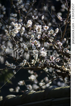 鎌倉 26129 高宗寺 10 梅花 136458557