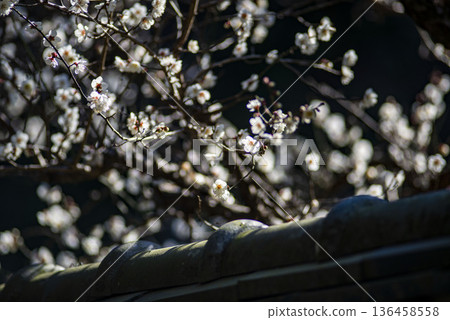 Kamakura 26129 Kosokuji Temple 1 Plum Blossoms Kamakura 26129 Kosokuji Temple 1 Plum Blossoms 136458558