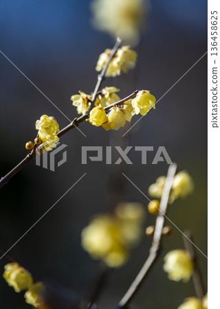 Kamakura 26129 Kosokuji Temple 8 Wintersweet 136458625