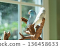 Two cute Forpus parrotlets sitting on a wooden branch near the window with natural light 136458633