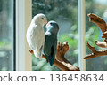 Two cute Forpus parrotlets sitting on a wooden branch near the window with natural light 136458634