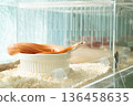 Albino Corn Snake soaking in water bowl inside clear acrylic breeding box with aspen bedding 136458635