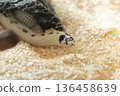 Close up of white and black Reverse California Kingsnake crawling on aspen bedding 136458639