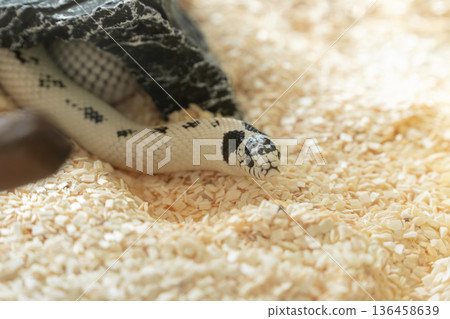 Close up of white and black Reverse California Kingsnake crawling on aspen bedding 136458639