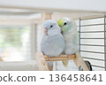 Pastel Lovebird Duo on Wooden Perch 136458641