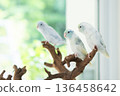 Pastel Parrot Trio on Natural Driftwood 136458642