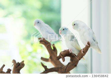 Pastel Parrot Trio on Natural Driftwood 136458642