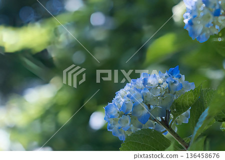 Blue hydrangea 136458676