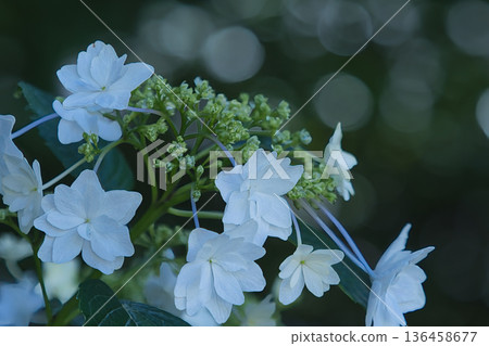 星狀白色繡球花 136458677