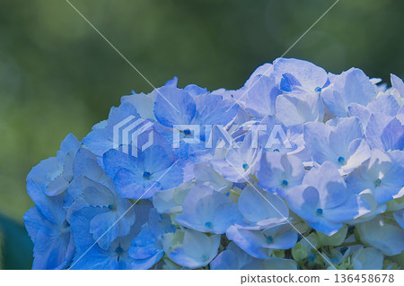 Blue hydrangea Blue hydrangea 136458678