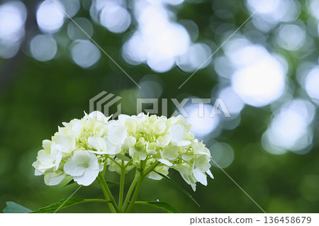 White hydrangeas blooming in the shade 136458679