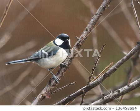 山雀在樹枝上邊緣 136458684