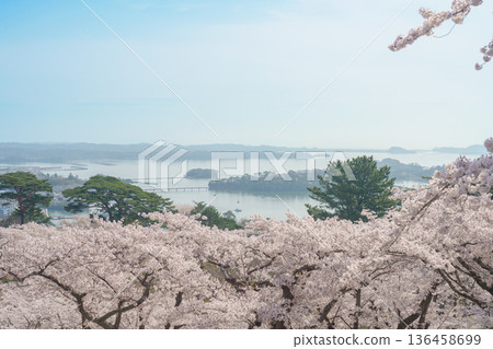 Matsushima Bay and Sakura cherry blossoms in Spring from Saigyo modoshi no matsu park near Sendai city, Miyagi Prefecture, Tohoku, Japan. Landmark and famous for tourists attraction. Japan travel 136458699