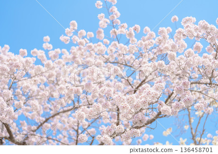 beautiful Spring day, Cherry blossom against blue sky in park, Somei Yoshino Sakura blooming in sunshine day. Japan Travel background, template and wallpaper for spring season and Hanami picnic 136458701