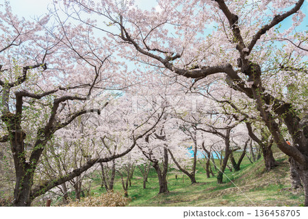 Sakura cherry blossoms in Spring from Saigyo modoshi no matsu park near Matsushima Bay of Sendai city, Miyagi Prefecture, Tohoku, Japan. Landmark and famous for tourists attraction. Japan travel 136458705