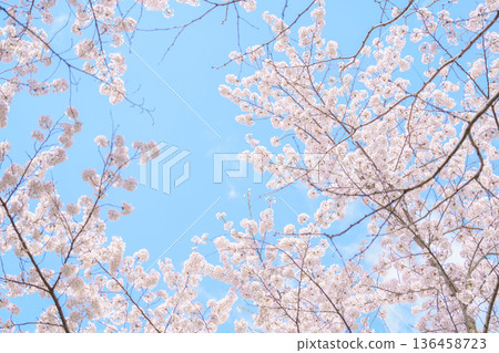 beautiful Spring day, Cherry blossom against blue sky in park, Somei Yoshino Sakura blooming in sunshine day. Japan Travel background, template and wallpaper for spring season and Hanami picnic beautiful Spring day, Cherry blossom against blue sky in park, Somei Yoshino Sakura blooming in sunshine day. Japan Travel background, template and wallpaper for spring season and Hanami picnic 136458723