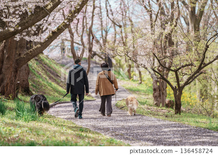 Sakura Cherry Blossom in Spring season, people and dog in Tendo Park or Maizuru Park landmark popular for tourist attractions in Yamagata prefecture, Tohoku, Japan Sakura Cherry Blossom in Spring season, people and dog in Tendo Park or Maizuru Park landmark popular for tourist attractions in Yamagata prefecture, Tohoku, Japan 136458724