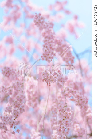 beautiful Spring day, sakura Cherry blossom against blue sky in park, Shidarezakura Weeping Cherry blooming in sunshine day. Japan Travel background, template and wallpaper for spring season beautiful Spring day, sakura Cherry blossom against blue sky in park, Shidarezakura Weeping Cherry blooming in sunshine day. Japan Travel background, template and wallpaper for spring season 136458725