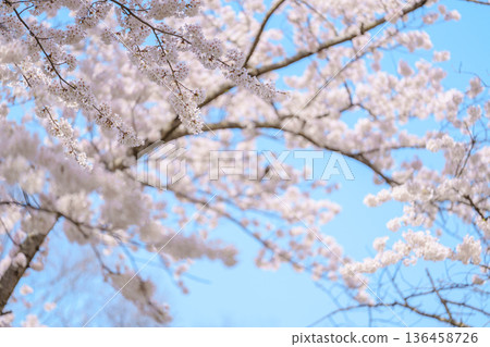 beautiful Spring day, Cherry blossom with bird against blue sky in park, Somei Yoshino Sakura blooming in sunshine day. Japan Travel background, template and wallpaper for spring season and Hanami 136458726