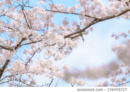 beautiful Spring day, Cherry blossom with bird against blue sky in park, Somei Yoshino Sakura blooming in sunshine day. Japan Travel background, template and wallpaper for spring season and Hanami 136458727
