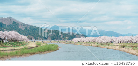 Beautiful Sakura Cherry Blossom in Hinokinai River riverbank in Kakunodate town, Semboku District, Akita Prefecture, Japan. Landmark and Vacation in spring season 136458750