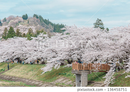 Beautiful Sakura Cherry Blossom in Hinokinai River riverbank in Kakunodate town, Semboku District, Akita Prefecture, Japan. Landmark and Vacation in spring season 136458751