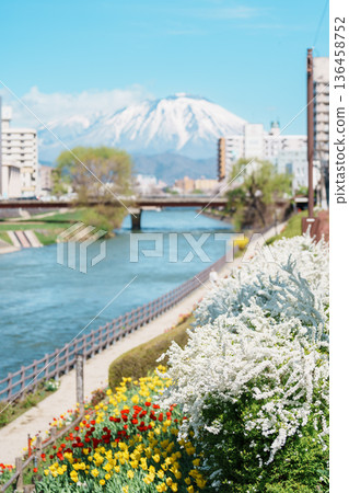 Beautiful Iwate mountain and Kitakami river with flowers blooming in Spring season, cityscape against blue sky in Morioka city, Iwate prefecture, Japan. famous Landmark Travel and Vacation destination 136458752