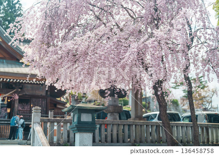 tourists sightseeing Sakurayama Shrine with sakura Cherry blossom in Spring season. Morioka city, Iwate prefecture, Japan. famous Landmark Travel and Vacation destination 136458758