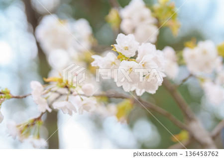 Oyama zakura cherry blossom blooming in Spring season at Hirosaki castle park, Aomori, Tohoku, Japan. Landmark famous in Japan. Travel and Vacation 136458762