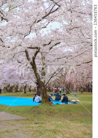 Tourists sightseeing and Hanami picnic at Hirosaki Cherry Blossom Festival, traveling in Hirosaki castle park, Aomori, Tohoku, Japan. Landmark famous in Japan. Travel and Vacation destination 136458763