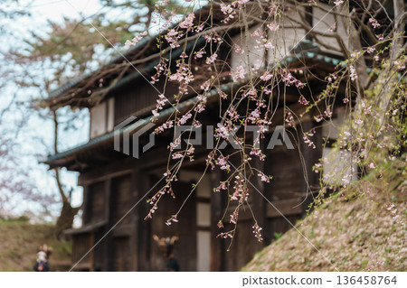 Beautiful Hirosaki Castle park with Sakura Cherry Blossom in Spring, traveling in Hirosaki city, Aomori, Tohoku, Japan. Landmark famous in Japan. Travel and Vacation destination 136458764