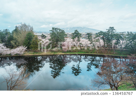 Beautiful Sakura Cherry Blossom and Iwaki mount in Hirosaki Castle park, traveling in Hirosaki city, Aomori, Tohoku, Japan. Landmark famous in Japan. Travel and Vacation destination 136458767