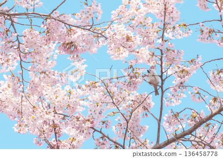 beautiful Spring day, Cherry blossom with bird against blue sky in park, Somei Yoshino Sakura blooming in sunshine day. Japan Travel background, template and wallpaper for spring season and Hanami 136458778