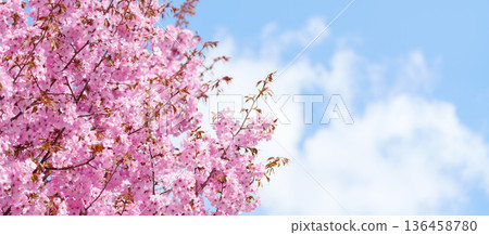 beautiful Spring day, Cherry blossom against blue sky in park, pink Sakura blooming in sunshine day. Japan Travel background, template and wallpaper for spring season and Hanami picnic beautiful Spring day, Cherry blossom against blue sky in park, pink Sakura blooming in sunshine day. Japan Travel background, template and wallpaper for spring season and Hanami picnic 136458780