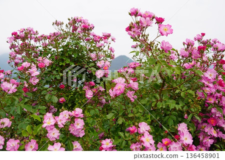 位於長野縣榊町的榊千曲川玫瑰公園，是一座坐落在千曲川岸邊，群山環繞的美麗玫瑰公園。 136458901