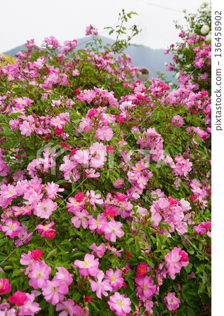 位於長野縣榊町的榊千曲川玫瑰公園,是一座坐落在千曲川岸邊,群山環繞的美麗玫瑰公園。 位於長野縣榊町的榊千曲川玫瑰公園,是一座坐落在千曲川岸邊,群山環繞的美麗玫瑰公園。 136458902