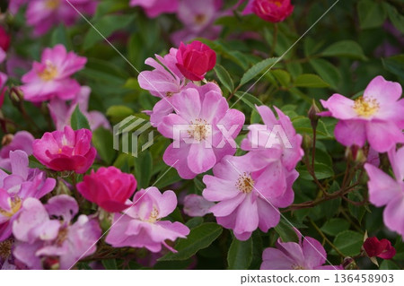 Sakaki Chikuma River Rose Park in Sakaki Town, Nagano Prefecture, is a beautiful rose park located on the banks of the Chikuma River, surrounded by mountains. 136458903