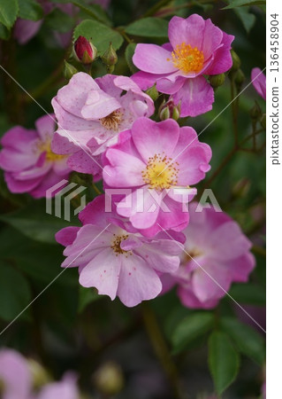 Sakaki Chikuma River Rose Park in Sakaki Town, Nagano Prefecture, is a beautiful rose park located on the banks of the Chikuma River, surrounded by mountains. 136458904